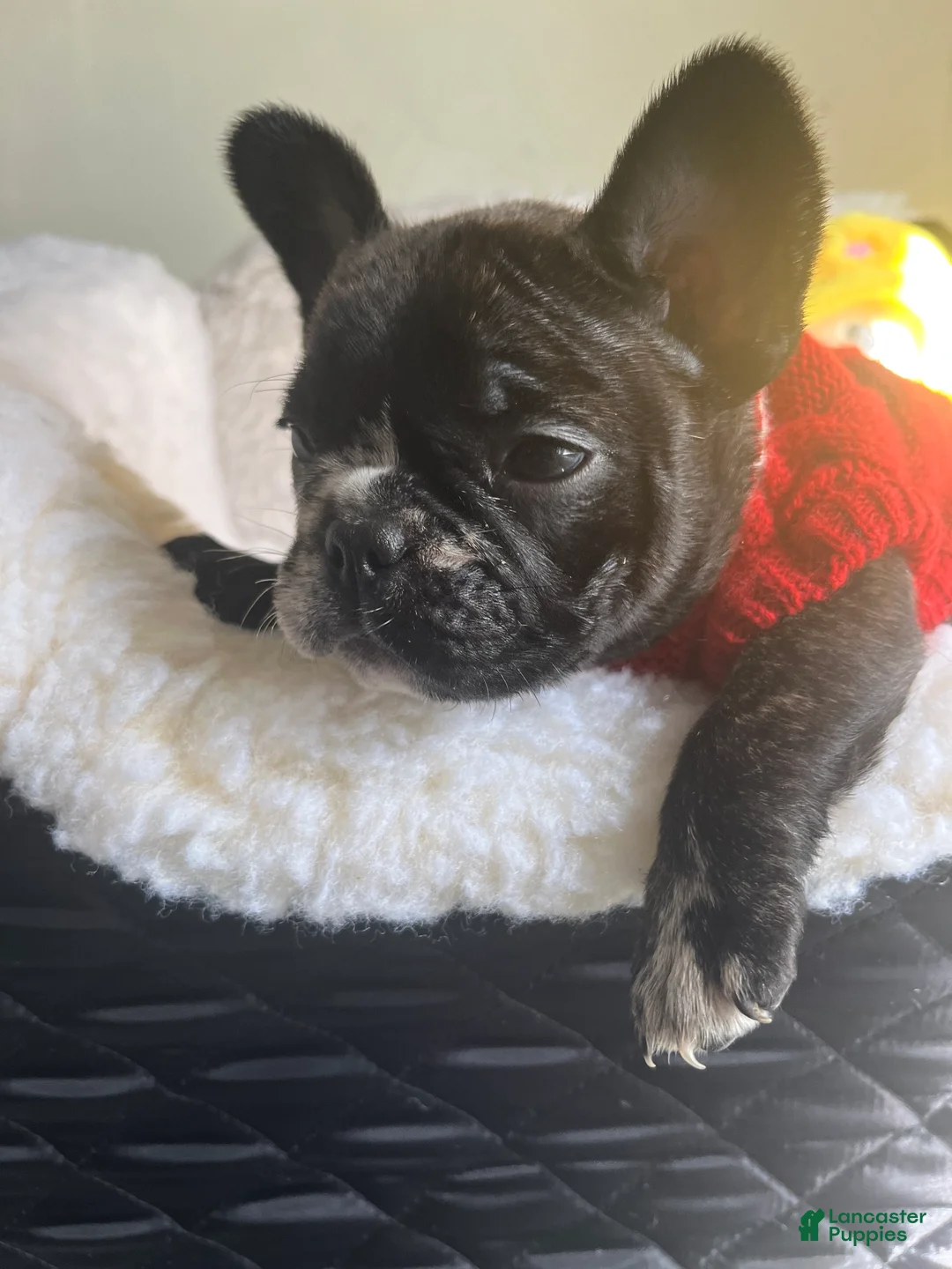 French Bulldog dogs for sale: French Bulldog Puppy 4 - Ad 2