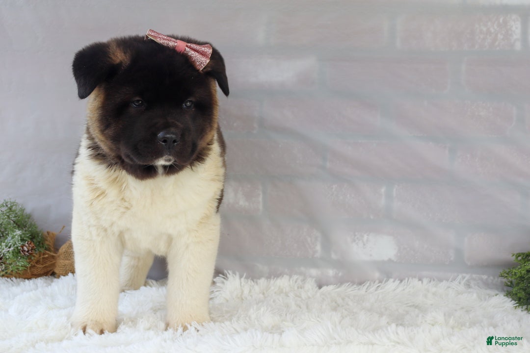 Akita dogs for sale: Rosa - Ad 33