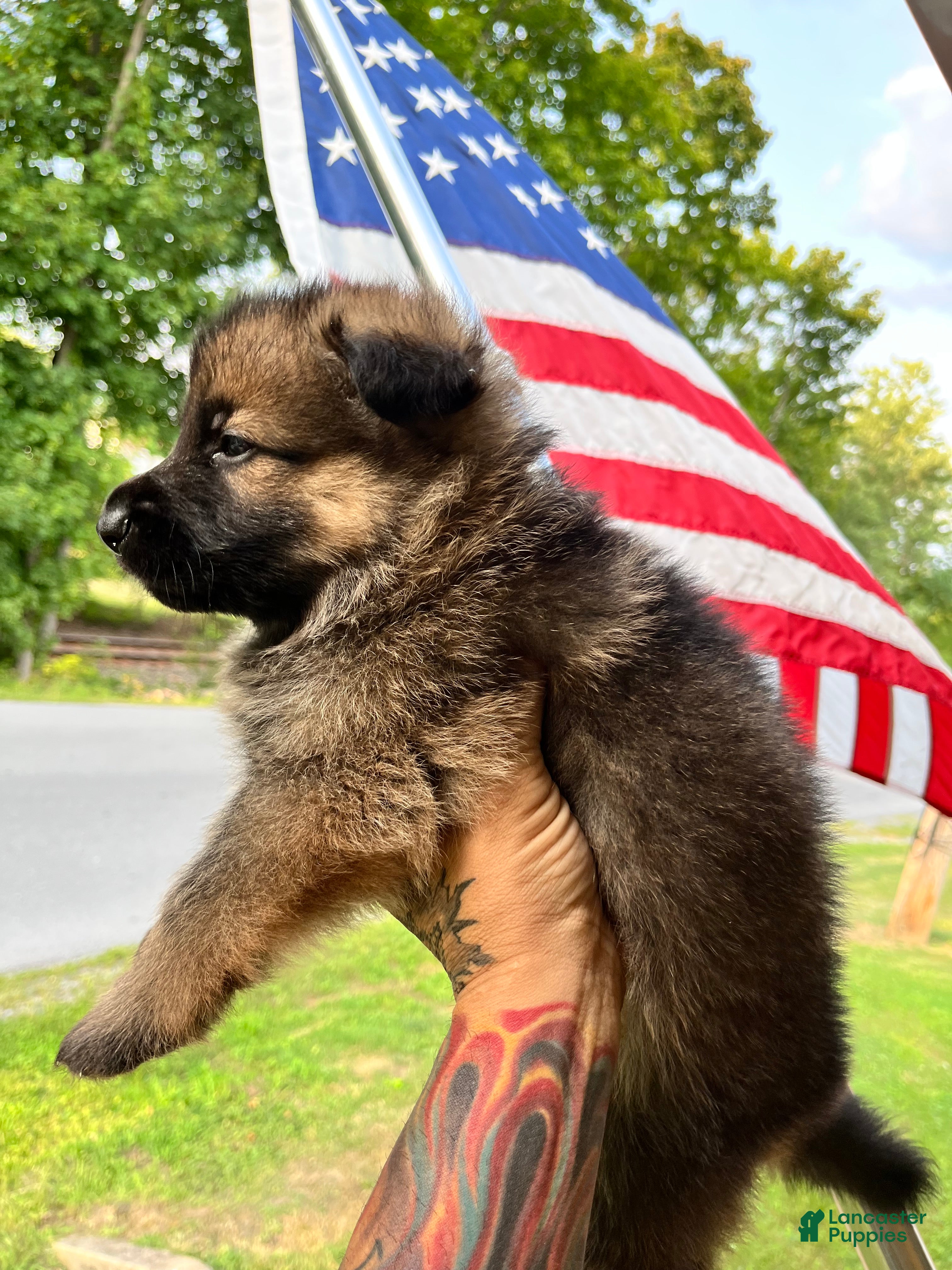 German Shepherd dogs Beans - Ad 2
