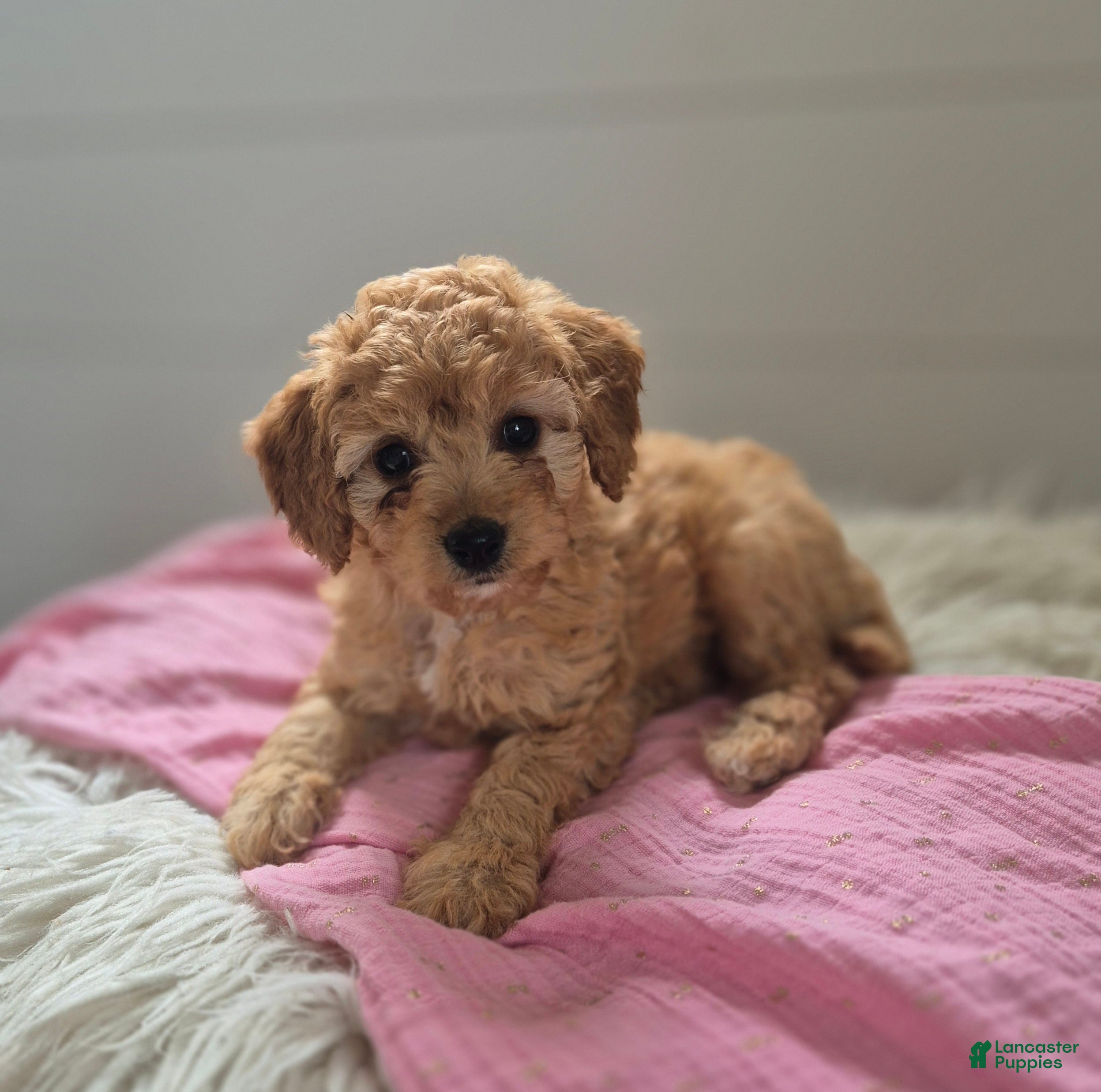 Cockapoo dogs for sale: Brittney  - Ad 1