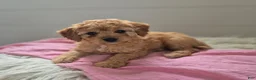 Cockapoo dogs for sale: Brittney  - Ad 1