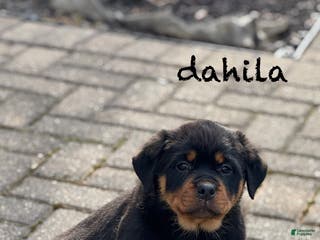 Rottweiler dogs Dahila (long tail) - Ad 13