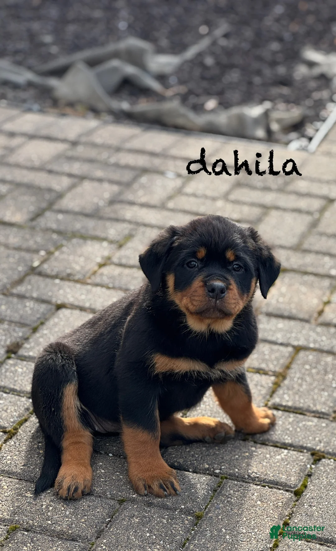 Rottweiler dogs for sale: Dahila (long tail)  - Ad 3