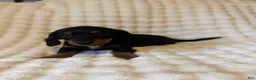 Miniature Dachshund dogs for sale: Long haired mini *Tiny* - Ad 6