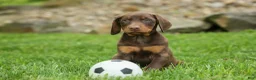 Doberman Pinscher dogs for sale:  Deacon (Red Rust) 🐶🖤🐾 - Ad 7