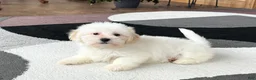 Lhasa Apso dogs for sale: Peaches - Ad 4