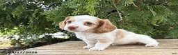 Dachshund dogs for sale: Willow - Ad 3