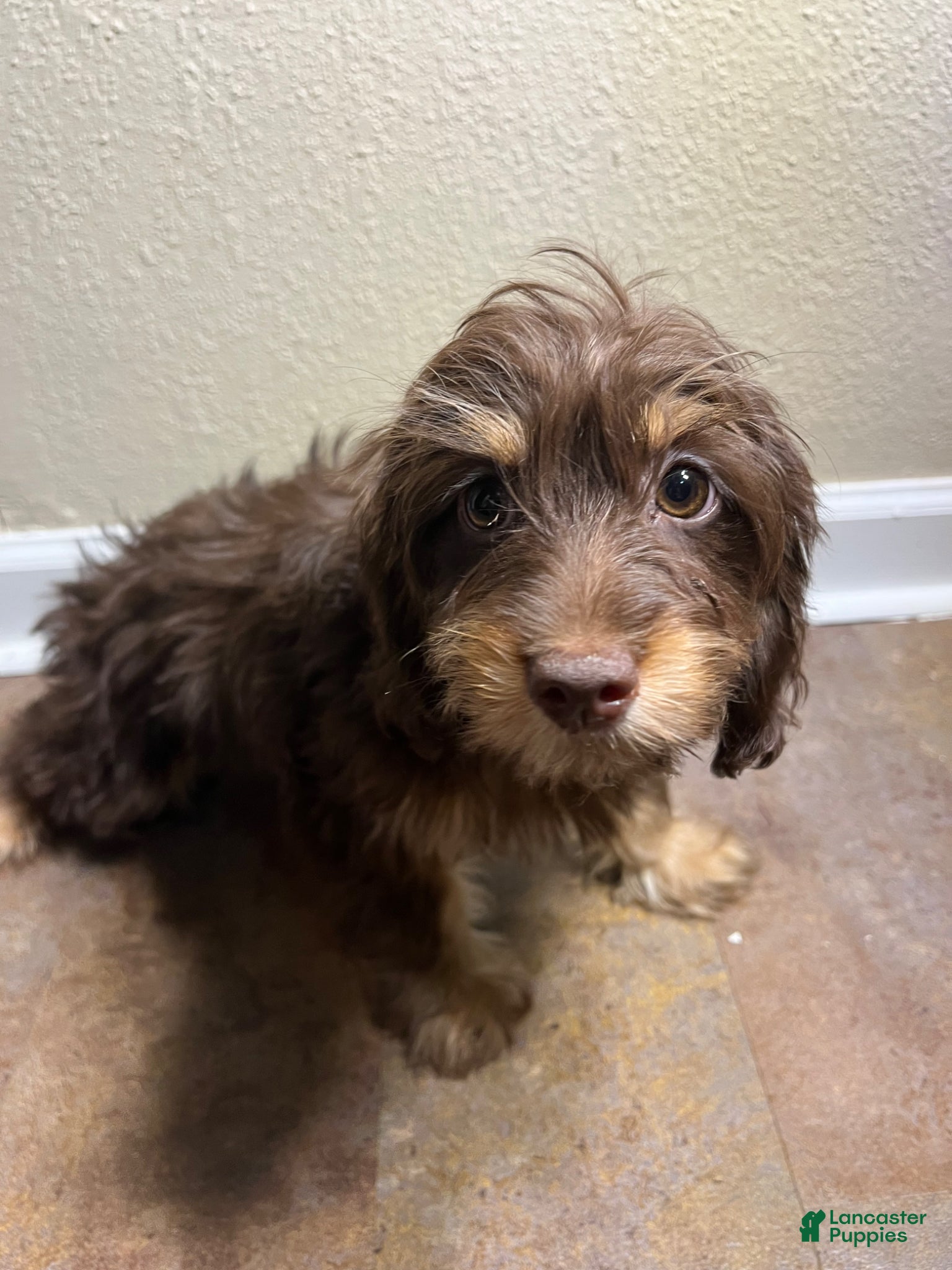 Doxiepoo dogs Marie - Ad 1