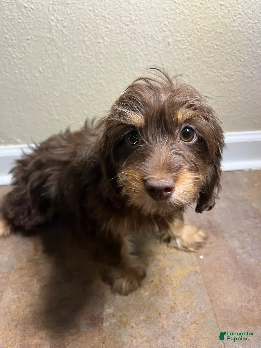 Doxiepoo dogs for sale: Marie - Ad 1