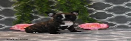 Frenchton dogs for sale: Mandy - Ad 5