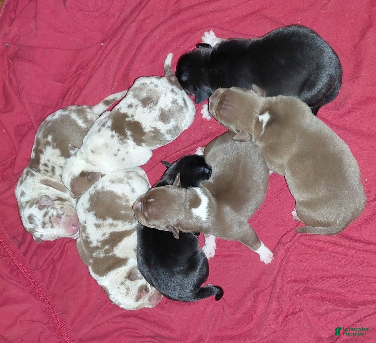 American Bully dogs for sale: American Bully 2 - Ad 1