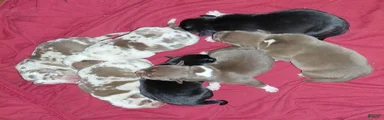 American Bully 2