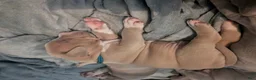 American Bully dogs for sale: King - Ad 3