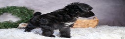 Mini Aussiedoodle dogs for sale: Kit Kat - Ad 16