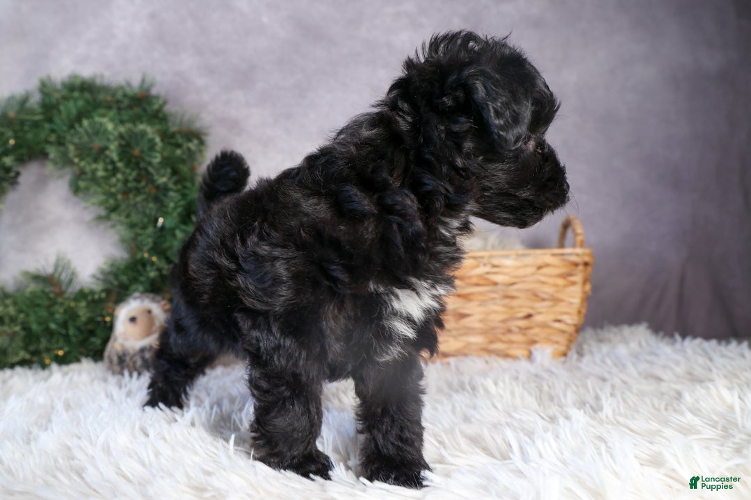 Mini Aussiedoodle dogs for sale: Kit Kat - Ad 16