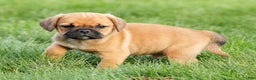 Puggle dogs for sale: Stu - Ad 5