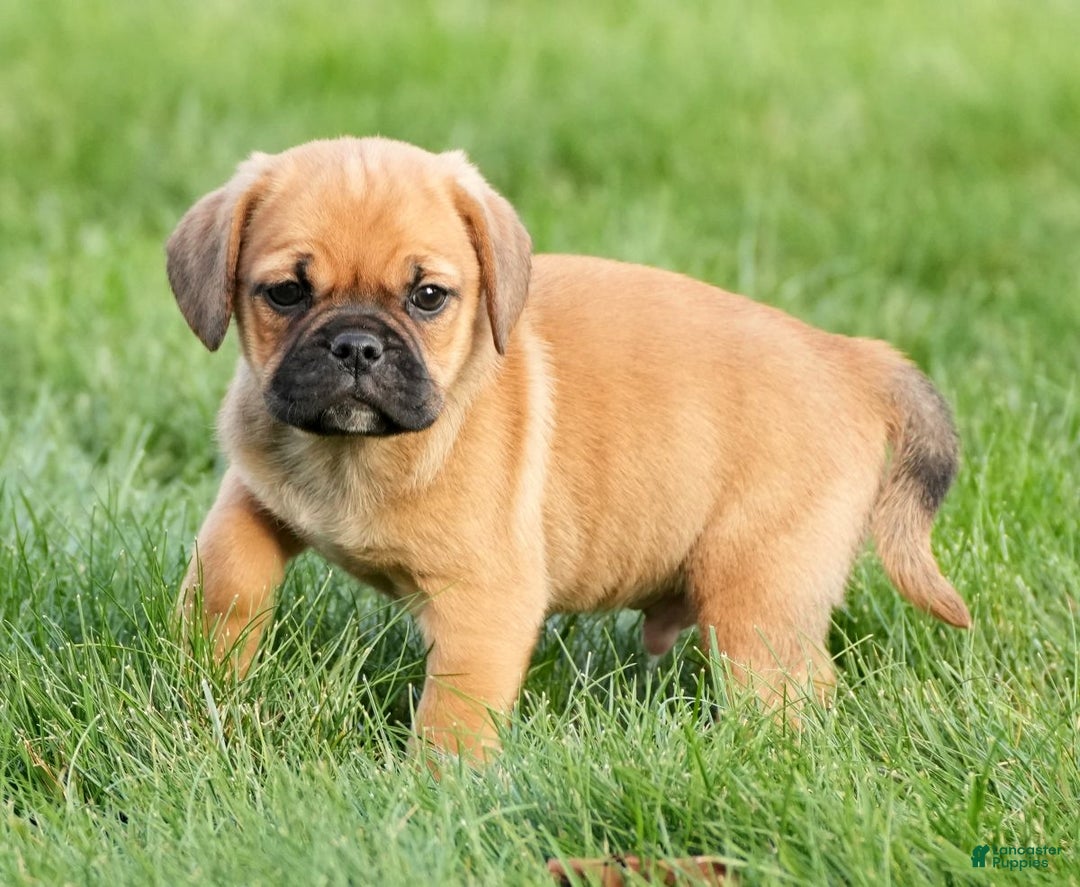 Puggle dogs for sale: Stu - Ad 5