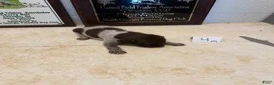 German Shorthaired Pointer 4