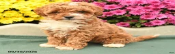 Toy Poodle dogs for sale: Lily - Ad 2