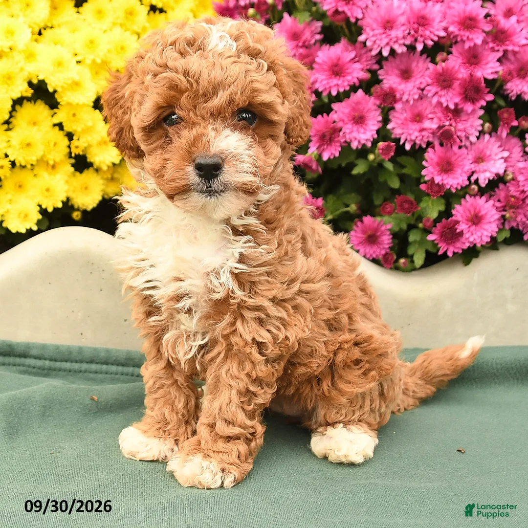 Toy Poodle dogs for sale: Lily - Ad 2