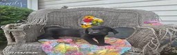 Labrador Retriever dogs for sale: Keven - Ad 1