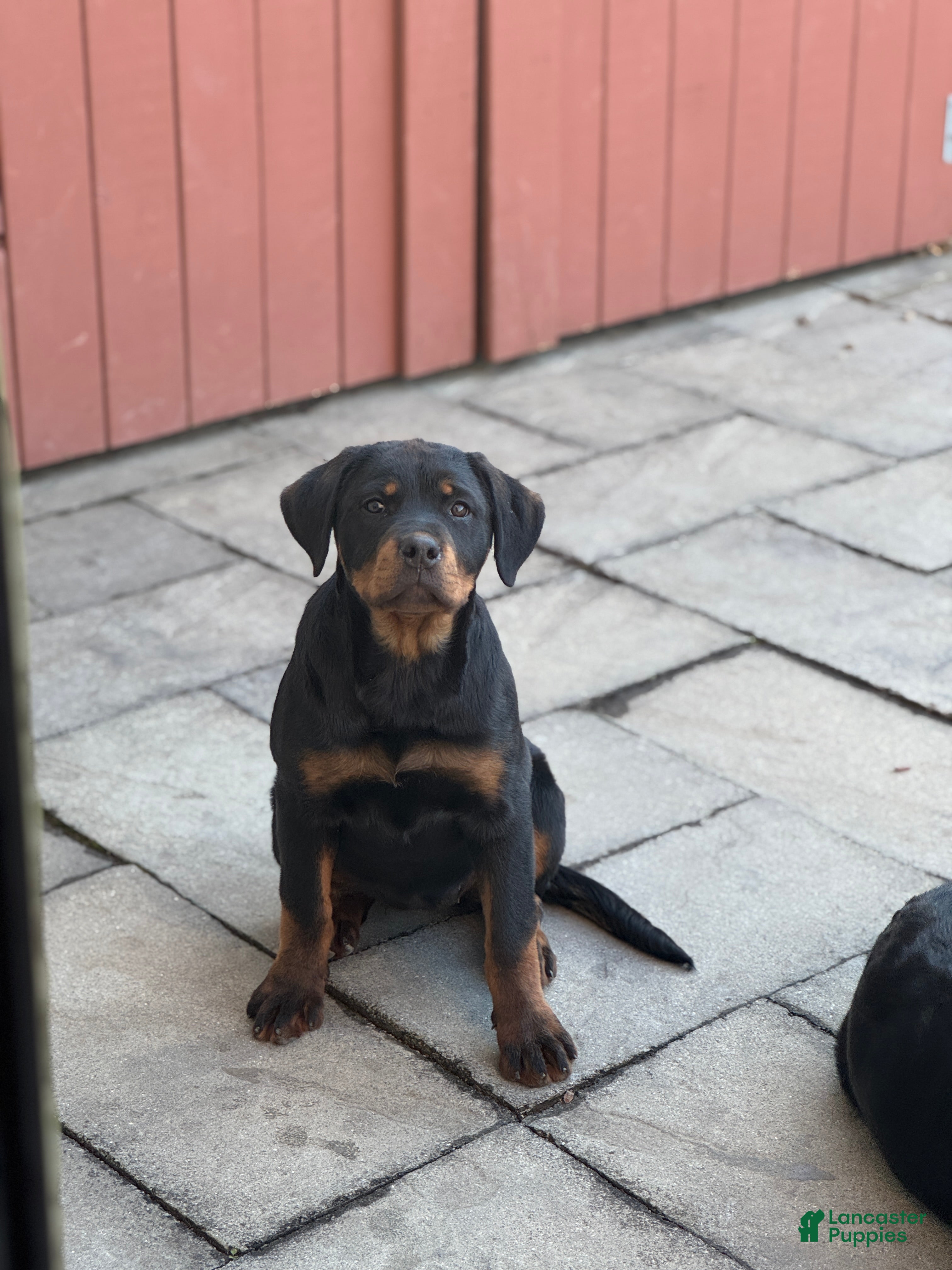 Rottweiler dogs Darcy (long tail)  - Ad 1