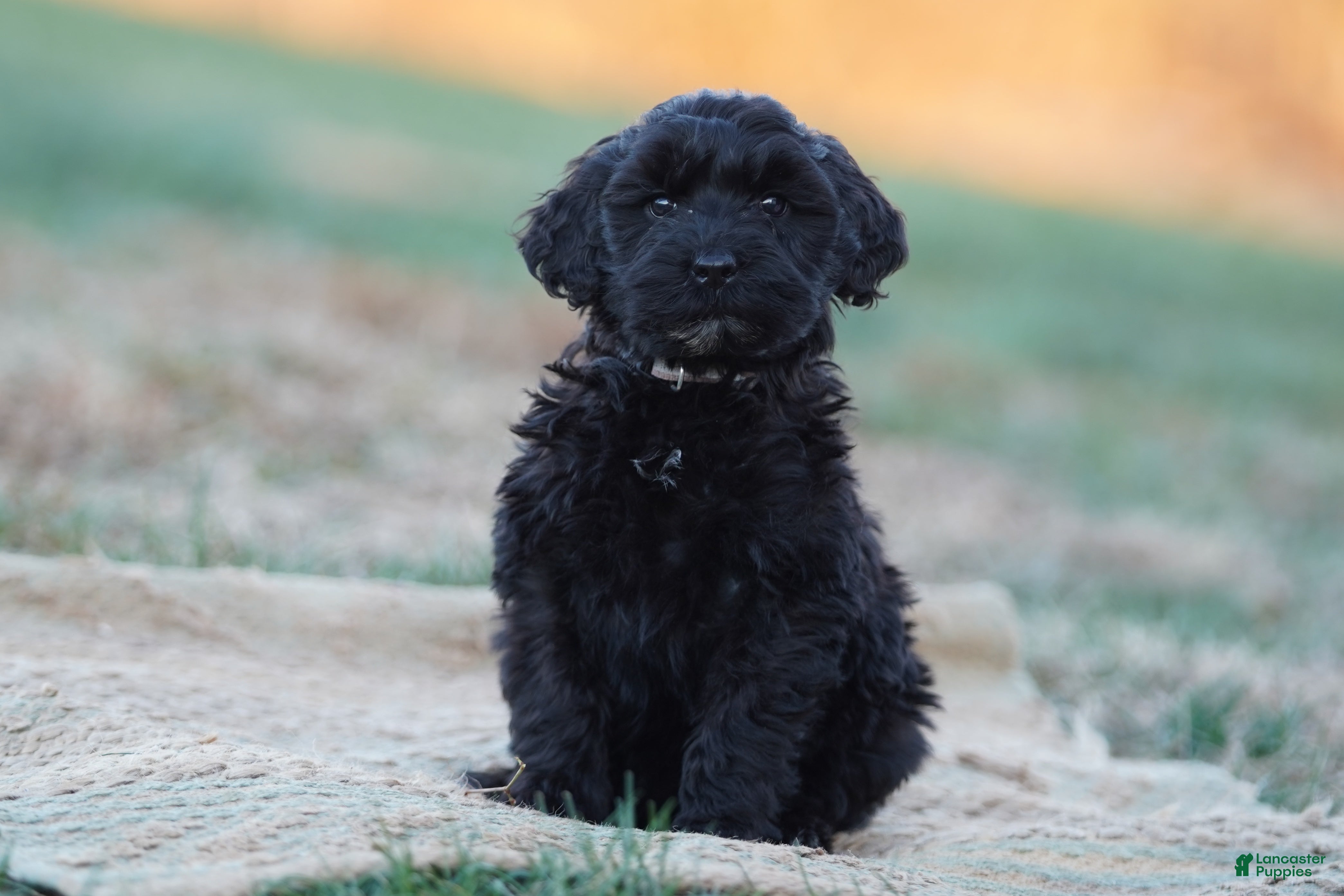 Portuguese Water Dog dogs Liza - Ad 2