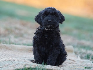 Portuguese Water Dog dogs Liza - Ad 1