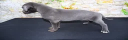 Great Dane dogs for sale: Woogie - Ad 18