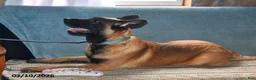 Belgian Malinois dogs for sale: Ivy - Ad 5
