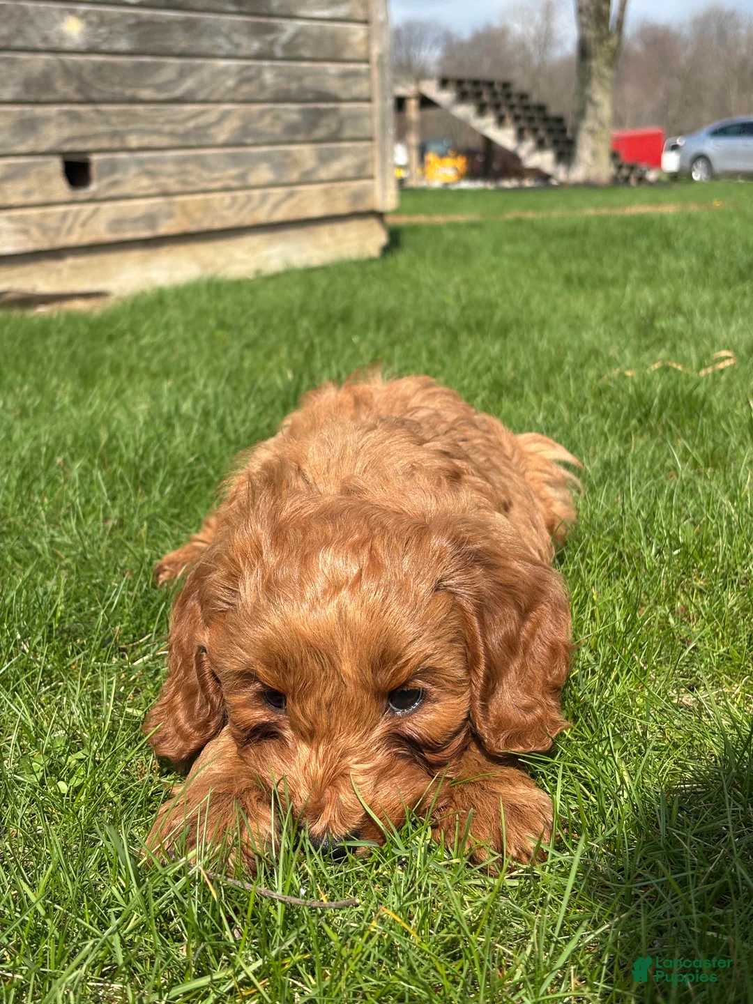 Mini Goldendoodle dogs for sale: Derek - Ad 6