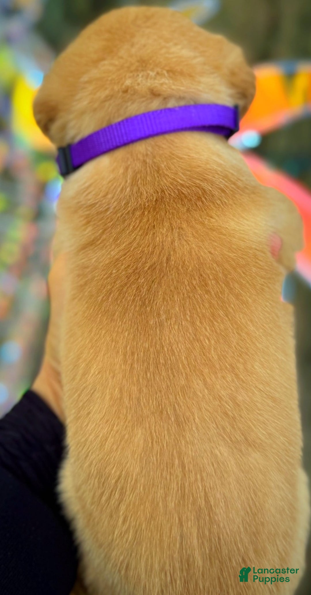 Labrador Retriever dogs for sale: Labrador Retriever Puppy 1 - Ad 12