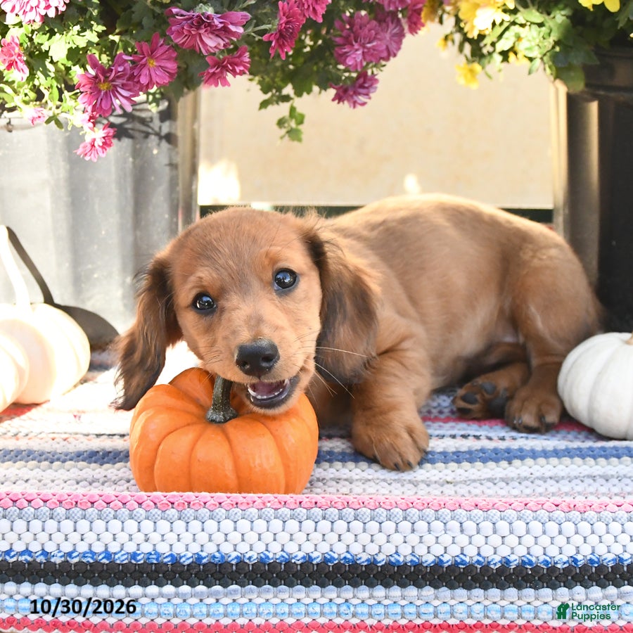 Miniature Dachshund dogs for sale: Kyle - Ad 2