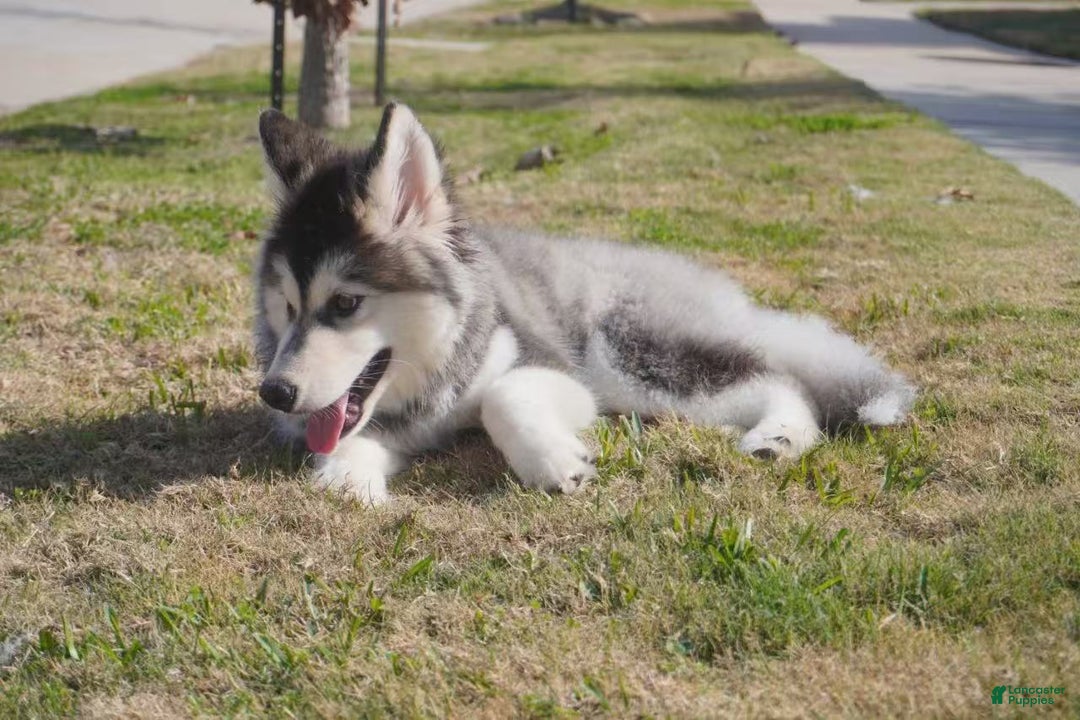 Alaskan Malamute dogs for sale: Dong Dong - Ad 27