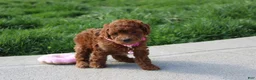 Bichpoo dogs for sale: Freya  - Ad 3