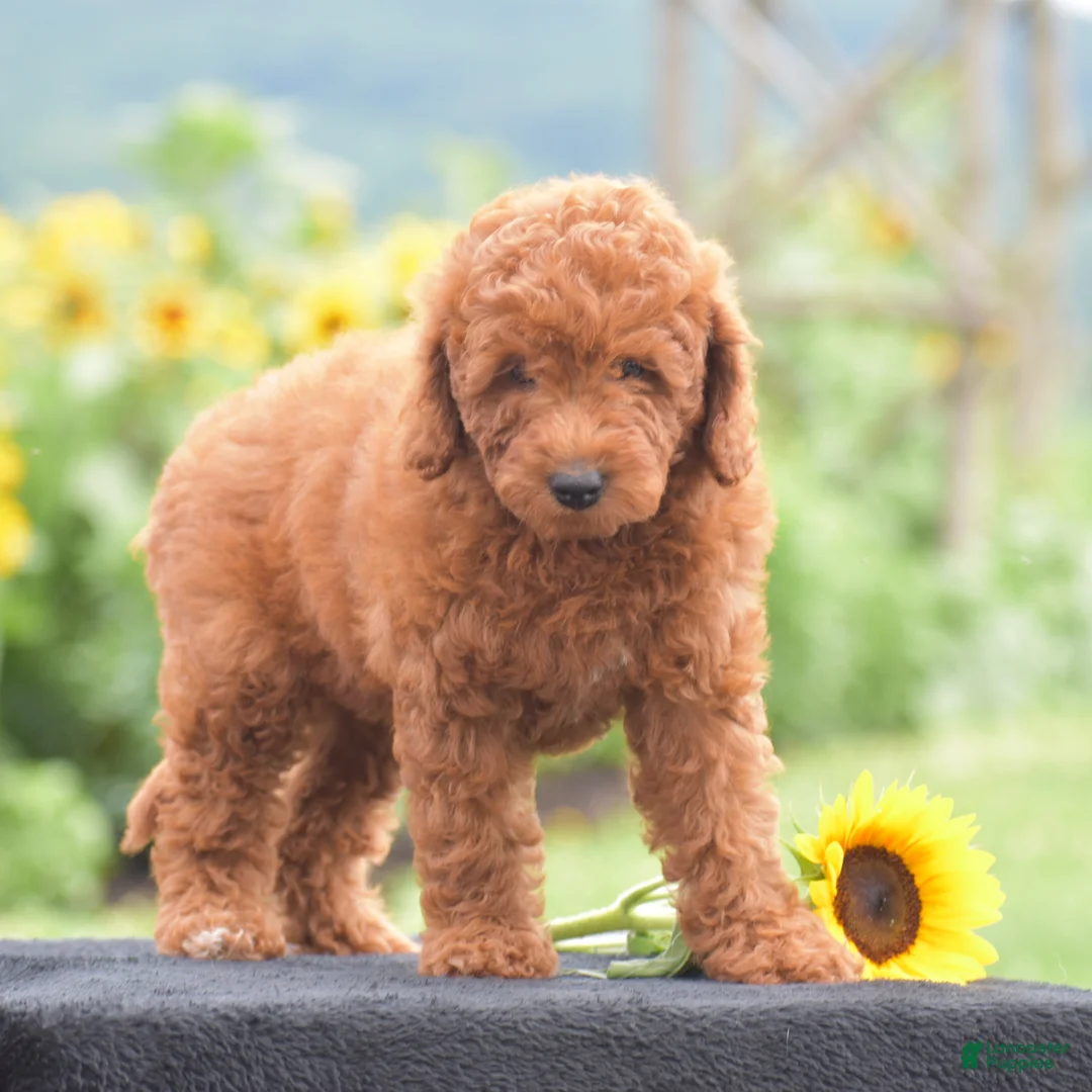 Miniature Poodle dogs for sale: Ruby - Ad 2