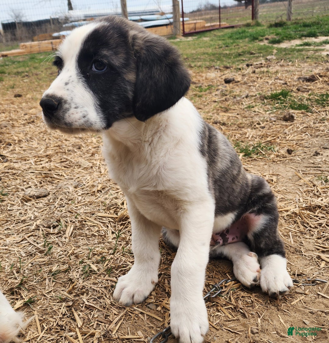 Anatolian Shepherd dogs for sale: AKC Blue 2025 M2 ASD puppy - Ad 24