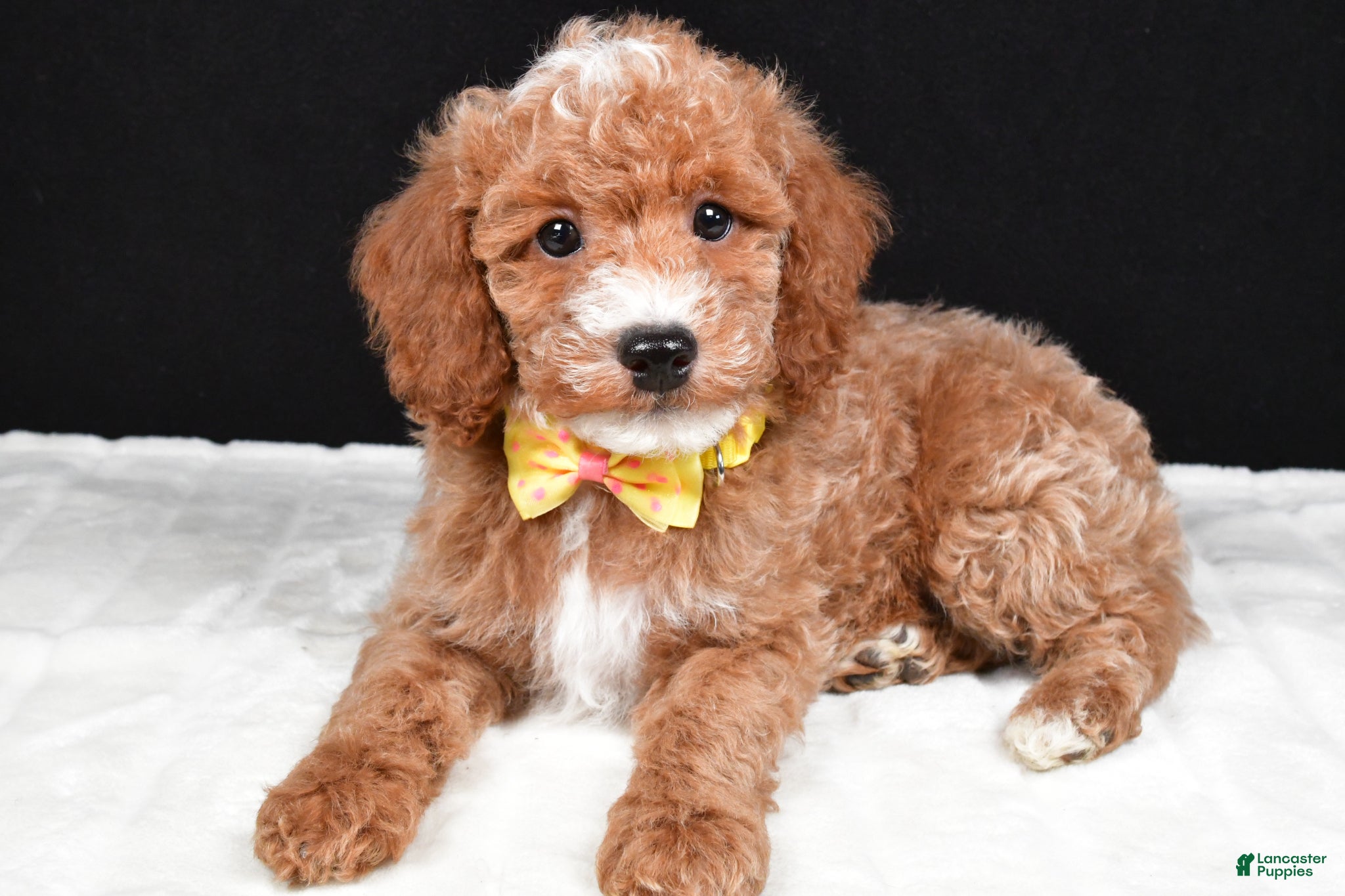 Miniature Poodle dogs Shaggy - Ad 1