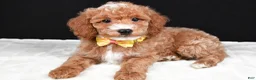 Miniature Poodle dogs for sale: Shaggy - Ad 1