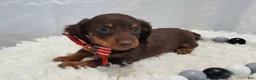 Miniature Dachshund dogs for sale: Albert - Ad 2