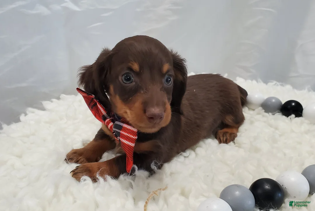 Miniature Dachshund dogs for sale: Albert - Ad 2