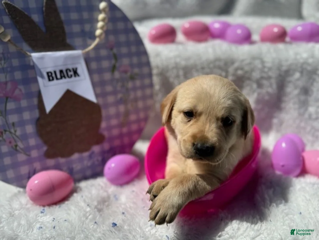 Labrador Retriever dogs for sale: Black Collar Female - Ad 1