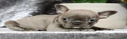 French Bulldog dogs for sale: Blossom - Ad 4