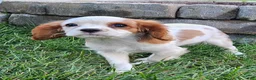 Cavalier King Charles Spaniel dogs for sale: MilkyWay - Ad 12