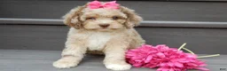 Cockapoo dogs for sale: Penny - Ad 1