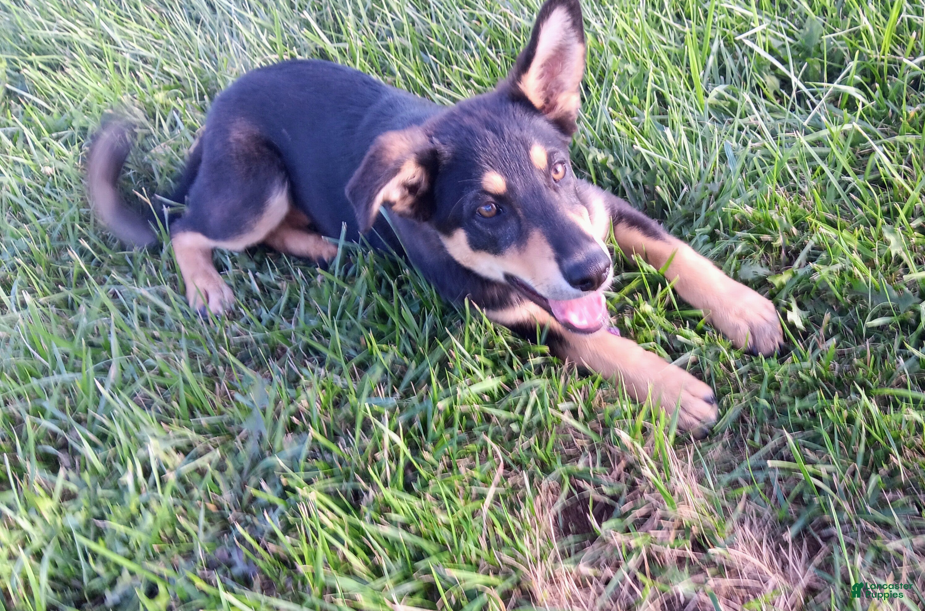 Mixed Breed dogs Lady - Ad 1