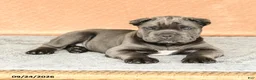 Cane Corso dogs for sale: Rafael - Ad 3