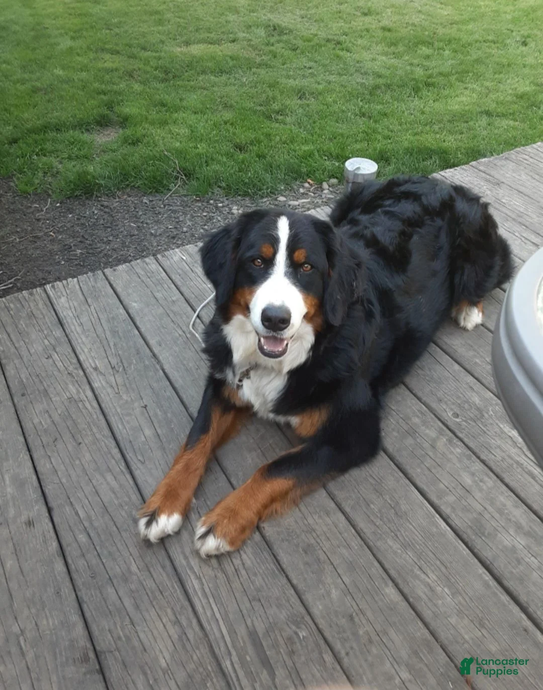 Bernese Mountain Dog dogs for sale: Scout - male - Red Collar - Ad 2
