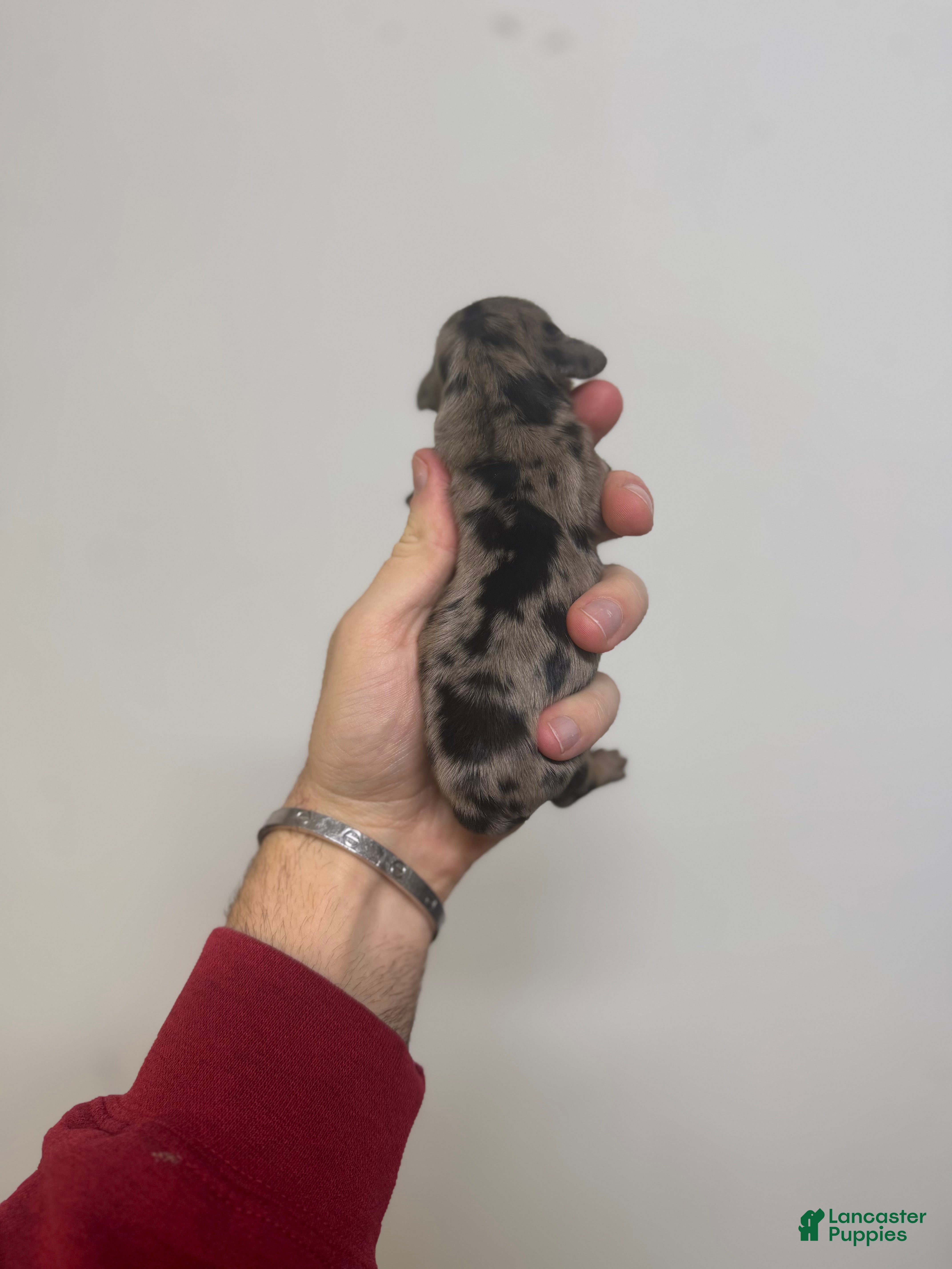 Miniature Dachshund dogs Colton LH  - Ad 23