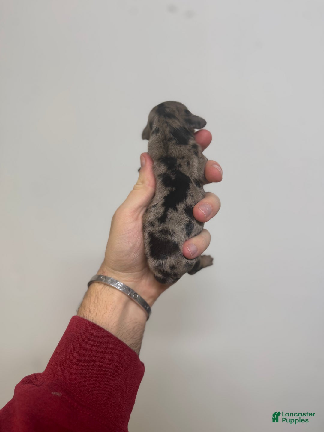 Miniature Dachshund dogs for sale: Colton LH  - Ad 1